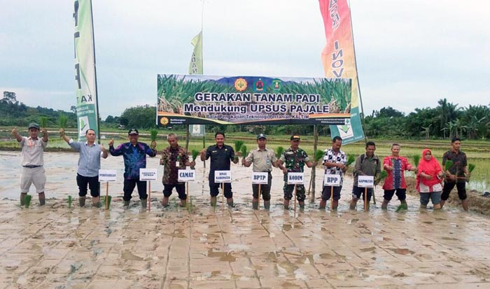 BPTP Kaltim Dukung Kutai Timur Tanam Padi Inpago 8 Sistem Jajar Legowo